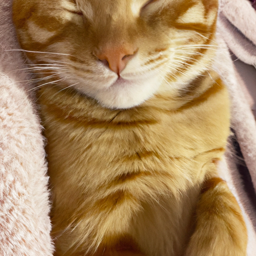 生成一个带可爱表情的橘猫